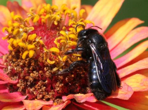 Xylocopa sp.